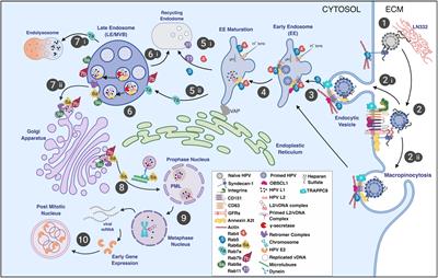 The Known and Potential Intersections of Rab-GTPases in Human Papillomavirus Infections